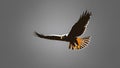 single falcon flying silhouette in grey ai generated Royalty Free Stock Photo
