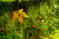 A single fall leaf hanged up on a mossy tree Royalty Free Stock Photo