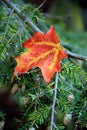 Single Fall leaf resting on branch of pine tree