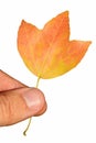 Single fall orange to yellow leaf possibly of Acer genus tree held in left hand of adult male person, white background