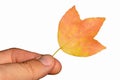 Single fall orange to yellow leaf possibly of Acer genus tree held in left hand of adult male person, white background