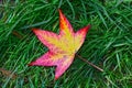 Single fallen down colourfull autumn leaf in green grass Royalty Free Stock Photo