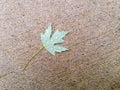 Single fallen green maple leaf with raindrops Royalty Free Stock Photo