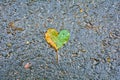 Single fallen yellow-green birch heart-shaped leaf on wet dark asphalt Royalty Free Stock Photo