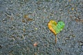 Single fallen yellow-green birch heart-shaped leaf on wet dark asphalt Royalty Free Stock Photo