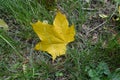 Single fallen yellow leaf of maple in the grass Royalty Free Stock Photo