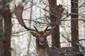 Single Fallow Deer Daniel With Gorgeous Horns Standing In A Belorussian Forest Under First Snow Falling. Deer Relaxed And Look Royalty Free Stock Photo