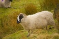 Single Farm Sheep On Saddleworth Moor In Manchester Royalty Free Stock Photo