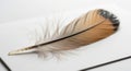 A single feather with a brown and black gradient rests on a textured white surface. The feather\'s Royalty Free Stock Photo