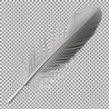 Single Feather on Checkered Background Royalty Free Stock Photo