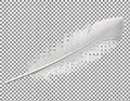 Single Feather on Checkered Background Royalty Free Stock Photo