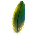 A single feather displaying vibrant colors, primarily green and yellow, transitioning into Royalty Free Stock Photo