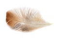 Single feather isolated on white background Royalty Free Stock Photo