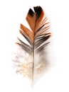 Single feather isolated on white background Royalty Free Stock Photo