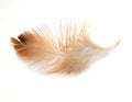 Single feather isolated on white background Royalty Free Stock Photo