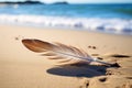 a single feather lying on a sandy beach Royalty Free Stock Photo