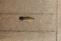 Feather on a wooden floor Royalty Free Stock Photo