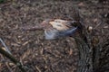 Single feather resting on a Broken tree Broken splinted stump along the Shelby Bottoms Greenway and Natural Area Cumberland River