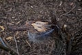 Single feather resting on a Broken tree Broken splinted stump along the Shelby Bottoms Greenway and Natural Area Cumberland River