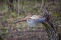 Single feather resting on a Broken tree Broken splinted stump along the Shelby Bottoms Greenway and Natural Area Cumberland River