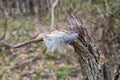 Single feather resting on a Broken tree Broken splinted stump along the Shelby Bottoms Greenway and Natural Area Cumberland River