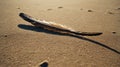 Single Bird Feather on Sandy Beach at Sunset Royalty Free Stock Photo