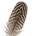 A single feather with a wavy black and white pattern on a white background Royalty Free Stock Photo