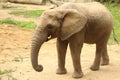 Single female African elephant standing on sand eating Royalty Free Stock Photo