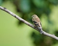 Single female American goldfinch (Spinus tristis) perched on a thin tree branch Royalty Free Stock Photo