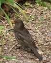 Female blackbird on a stony path in a garden Royalty Free Stock Photo