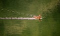 Duck Swimming in Green Water in Warm Late Afternoon Sunshine, Reflected, Breaking a V-shaped Wake Royalty Free Stock Photo