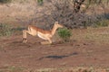 female Impala running in the savannah Royalty Free Stock Photo