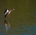 Single Female Mallard Landing on Water