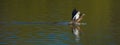 Single Female Mallard Landing on Water