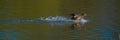 Single Female Mallard Landing on Water