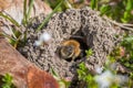 Single female mining bee in her hole on the ground Royalty Free Stock Photo