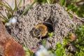 Single female mining bee in her hole on the ground Royalty Free Stock Photo