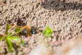 Single female mining bee in her hole on the ground Royalty Free Stock Photo