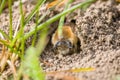 Single female mining bee in her hole on the ground Royalty Free Stock Photo