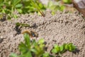 Single female mining bee in her hole on the ground Royalty Free Stock Photo