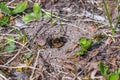 Single female mining bee in her hole on the ground