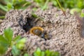Single female mining bee in her hole on the ground Royalty Free Stock Photo