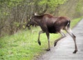 Single female Moose - Eurasian Elk - crossing a forest road near a Biebrza river wetlands in Poland during a spring period