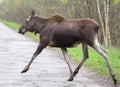 Single female Moose - Eurasian Elk - crossing a forest road near a Biebrza river wetlands in Poland during a spring period
