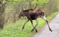 Single female Moose - Eurasian Elk - crossing a forest road near a Biebrza river wetlands in Poland during a spring period