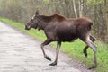 Single female Moose - Eurasian Elk - crossing a forest road near a Biebrza river wetlands in Poland during a spring period