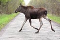 Single female Moose - Eurasian Elk in forest in spring season