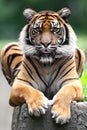 Single Sumatran Tiger in zoological garden Royalty Free Stock Photo