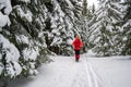 Single female tourist on a Winter snowy hiking trail, going pass snow covered fir trees, alongside ski tracks on the ground Royalty Free Stock Photo