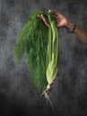 Hand holding fennel bulb with leaves on dark background. Royalty Free Stock Photo